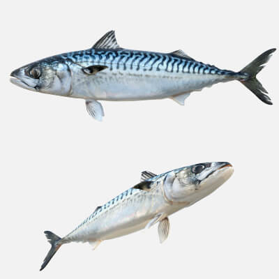 Mackerel Fish
