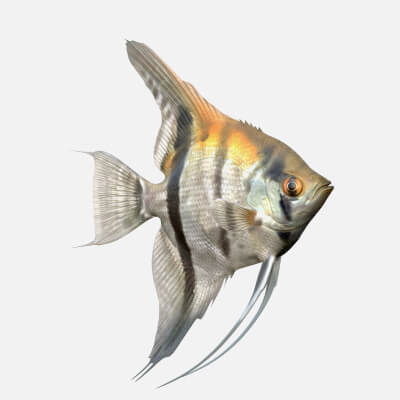 Manacapuru Angelfish