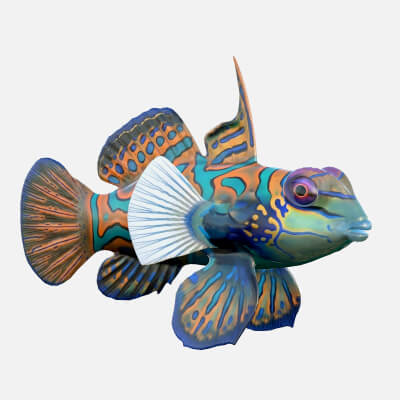 Mandarin Fish