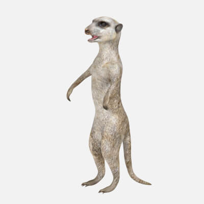 Meerkat 3D Model