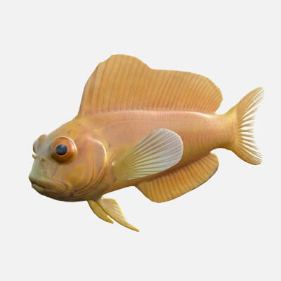 Midas Blenny