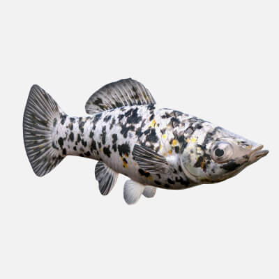 Molly Dalmatian Fish