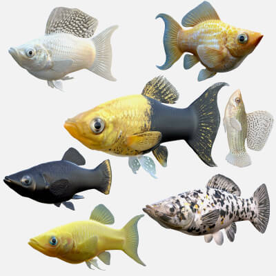 Molly Fish Collection