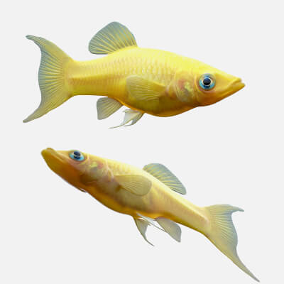 Molly Yellow Fish