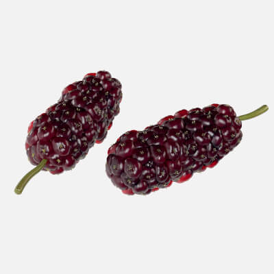 Mulberry Fruit