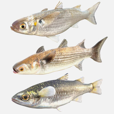 Mullet Fish Collection