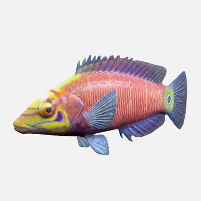Mystery Wrasse Fish