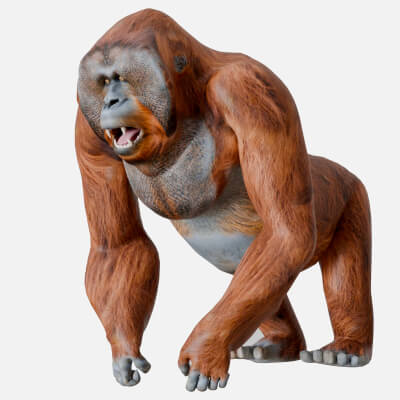 Orangutan Rigged Low Poly