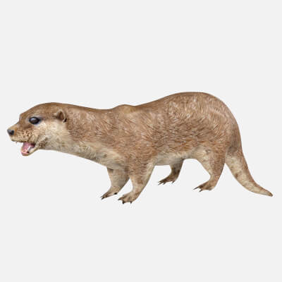 Otter 3D Model