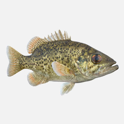 Ozark Bass Fish