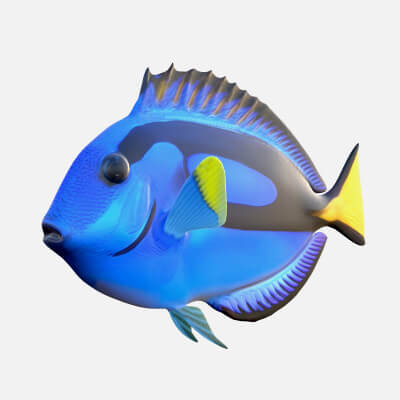 Pacific Blue Tang Fish