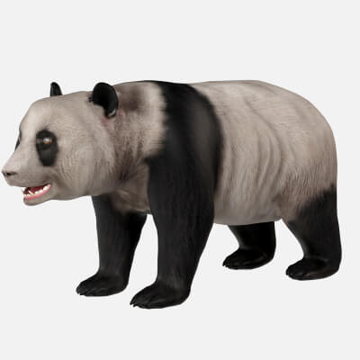 Panda Bear 3D Model