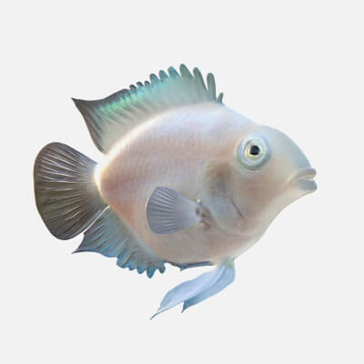 Parrot Cichlid Fish