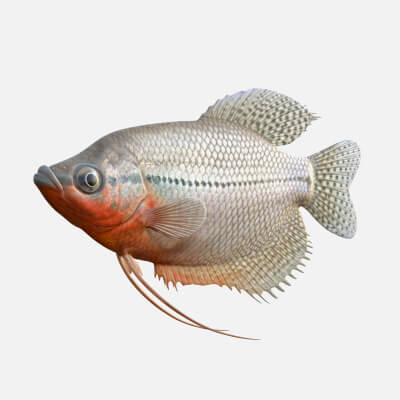 Pearl Gourami