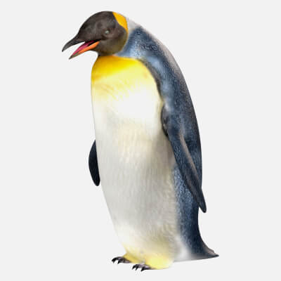 Penguin 3D Model