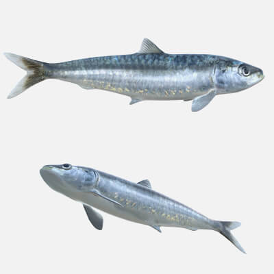 Pilchard Fish