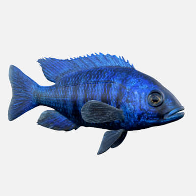Placidochromis Cichlid Fish