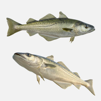 Pollack Fish