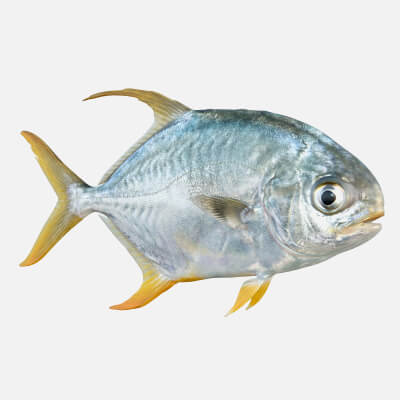 Pompano Fish