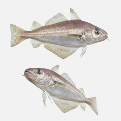 Pout Fish 3D Model