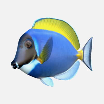 Powder Blue Tang Fish
