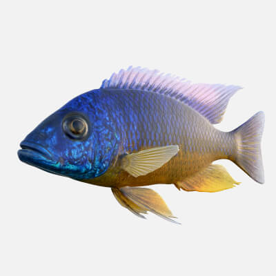 Protomelas Cichlid Fish