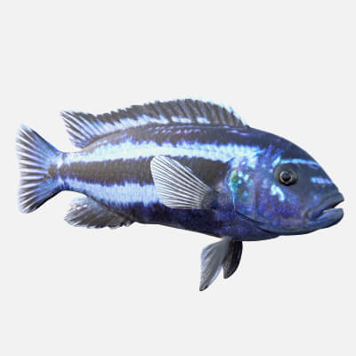 Pseudotropheus Cichlid Fish