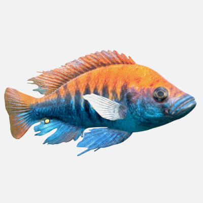 Pundamilia Cichlid Fish