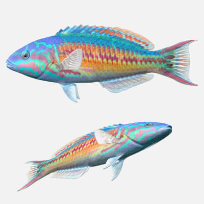 Rainbow Wrasse Fish