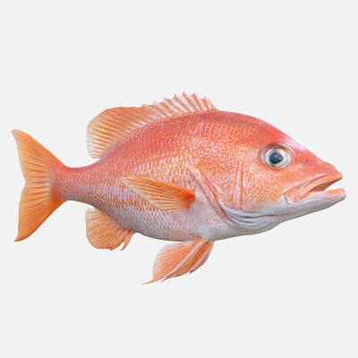 Red Snapper Fish