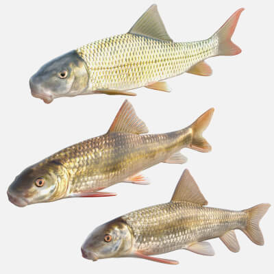 Redhorse Fish Collection