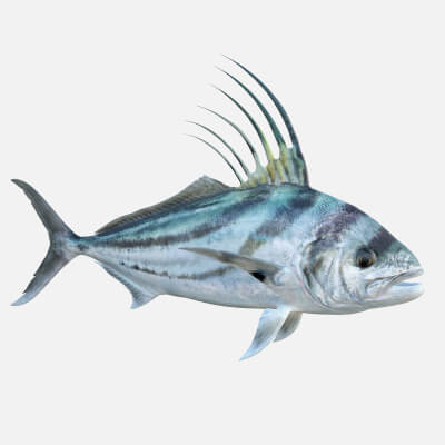 Rooster Fish