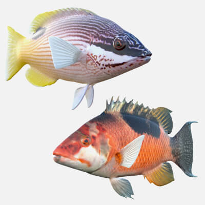 Saddleback Hogfish Collection