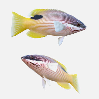 Saddleback Hogfish