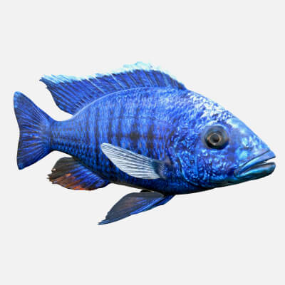 Sciaenochromis Cichlid Fish