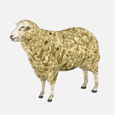 Sheep 3D Model