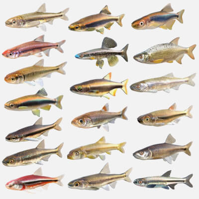 Shiner Fish Collection