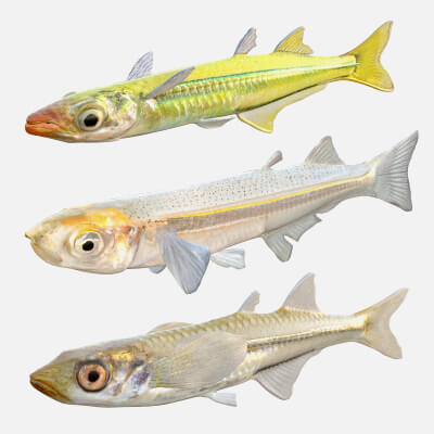 Silverside Fishes