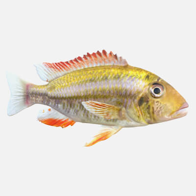Simnochromis Cichlid Fish