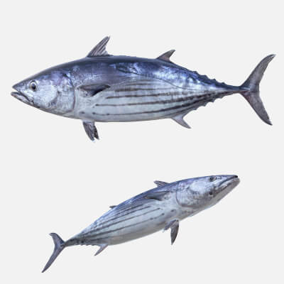 Skipjack Tuna Fish