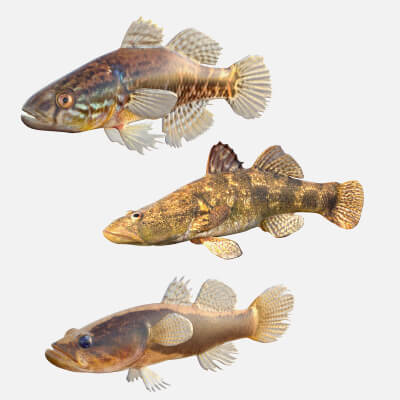 Sleeper Fish Collection
