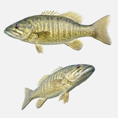 Smallmouth Bass Fish
