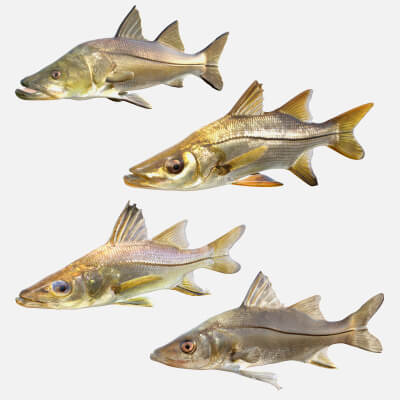 Snook Fish Collection