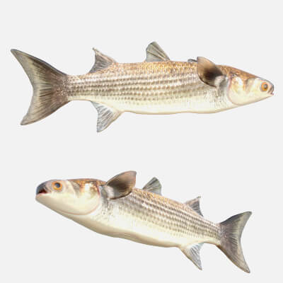 Striped Mullet Fish