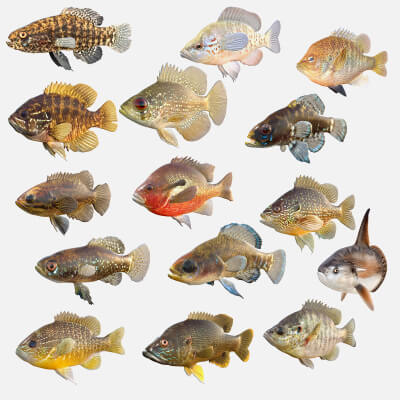 Sunfish Collection 1-19