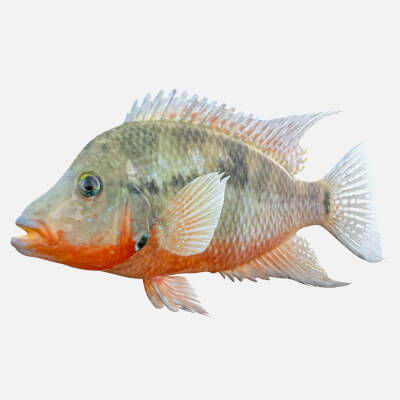 Thorichthys Cichlid Fish