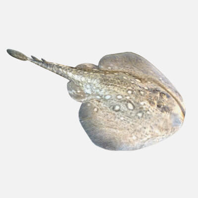 Thornback Ray Fish
