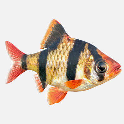 Tiger Barb Fish