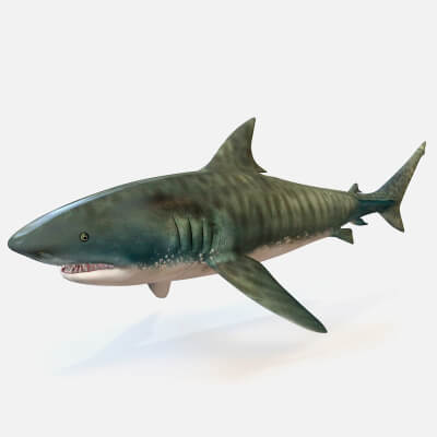 Tiger Shark Fish Rigged