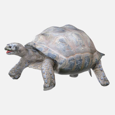 Tortoise 3D Model